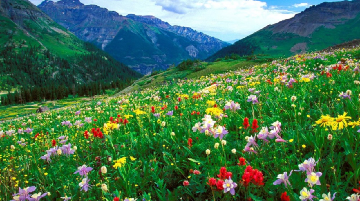 'A tranquil scene featuring a Colorado mountain valley filled with yellow, red, and purple wildflowers. Naturopathic medicine for natural healing includes herbal remedies for immune system support, allergies, anxiety, depression, and chronic pain. This scene relates to naturopathic and functional medicine because it depicts a peaceful natural environment that can help reduce stress and promote relaxation.'
